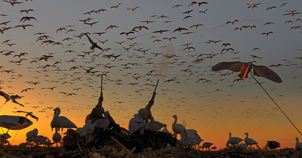 Snow goose hunting. Photo by Michael Kleinwolterink